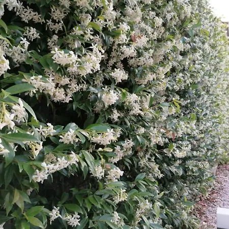 La Dimora Di Venere 펜션 아제롤라